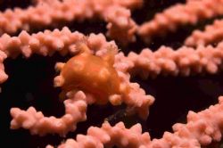 Another shot from the scillies - this time a nudibranch o... by Malcolm Nimmo 